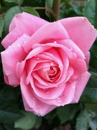 an open rosebud in drops