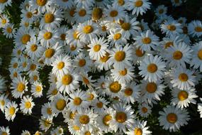 Chamomile Flowers macro