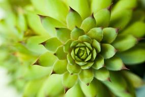 Close up of a green plant