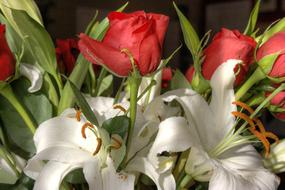 red roses on the foliage