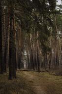 Sosnovyi Bor Pine