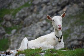 wild goat in the mountains