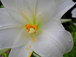 white is an incredible beautiful flower