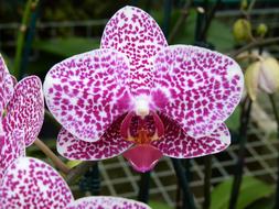 Orchid Flower Summer