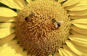 Bees on Yellow Sunflower closeup photo