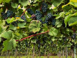 Vines Pinot Noir Grapevine