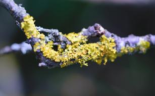 Closeup photo of yellow and purple Tree Lichen