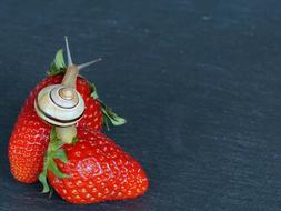 snail on red strawberries