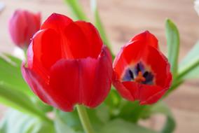 Flowers Tulips Red