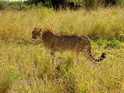 a leopard in dry grass