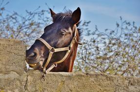 Horse Animal Farm