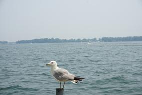 Sea Seagull Bird