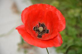 Poppy Flower Red