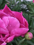 Peony Pink Raindrops