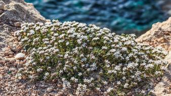 Moss green on a rock