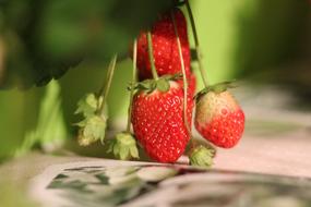 fresh strawberries on a branch