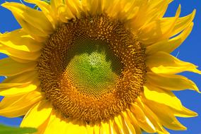 Sunflower Summer Flora