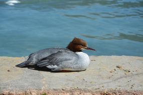 Duck Animal Plumage