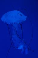 Jellyfish Mollusk Fluorescent