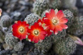 Cactus red Flowers Rebutia