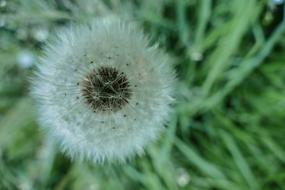 Taraxacum Ruderalia Dandelion flower