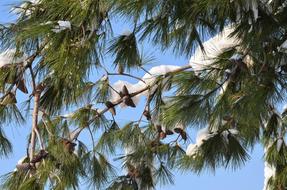 Winter Snow Landscape