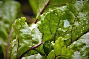 Drip Beetroot Leaf