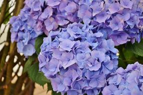 Hydrangeas Flowers Purple