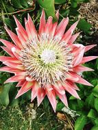 Flower King Protea