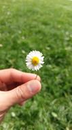 white daisy in hand against a green meadow