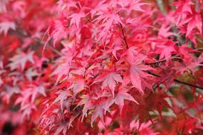red leaves of the trees in the garden
