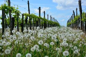 Dandelion Vineyard Nature view