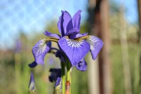 blue flowers by the fence