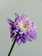 Flower Close Up Nature