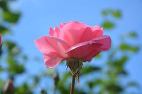 closeup photo of the Pink Rosebush Petals