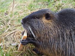 Nutria Animal Rodent