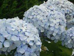 Hydrangeas Blue