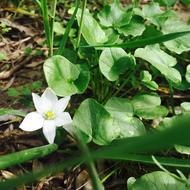 White Flower and green leaves closeup photo