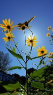 Jerusalem Artichoke Flowers at sunlight