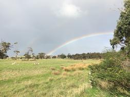 magnificent rainbow in the meadow