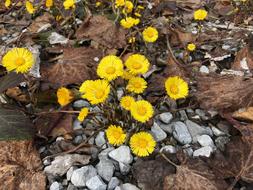 Tussilago Farfara Spring Yellow