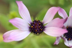Pink Purple Flower