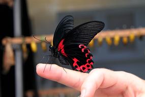 Mariposa Insect