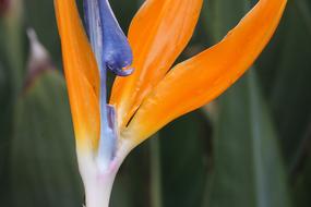 Orange and blue Flower in nature