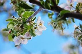 Apple Blossom Spring Nature