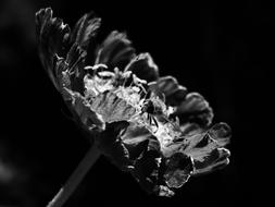 Black White Flora Fly And