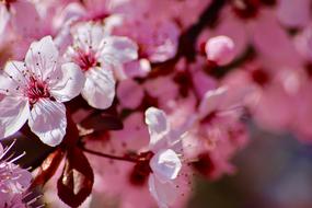 closeup picture of pink Flowers in nature