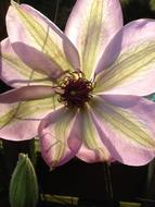 violet Flower Clematis