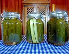 Pickled cucumbers fresh