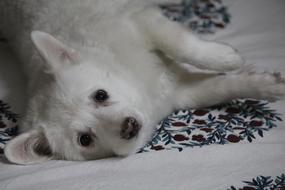 Japanese Spitz Canis Lupus